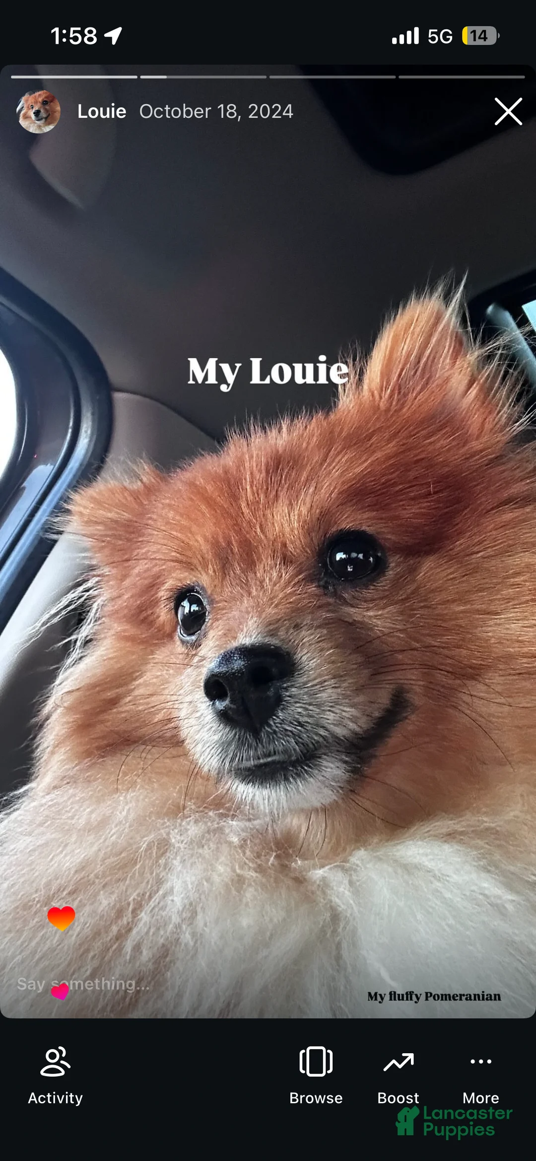 Pomeranian dogs for sale: Pomeranian 1 - Ad 3
