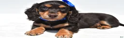 Miniature Dachshund dogs for sale: Duke - Ad 1