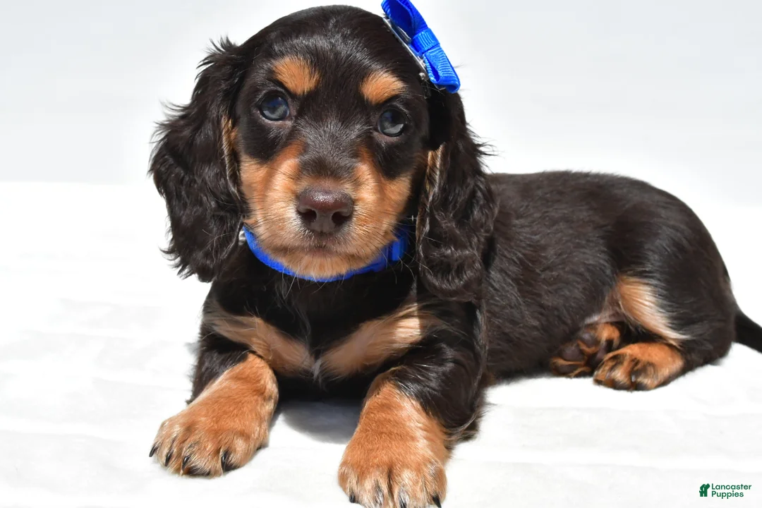 Miniature Dachshund dogs for sale: Duke - Ad 1