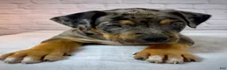 American Bully dogs for sale: XL American Bully Puppy Male  - Ad 12