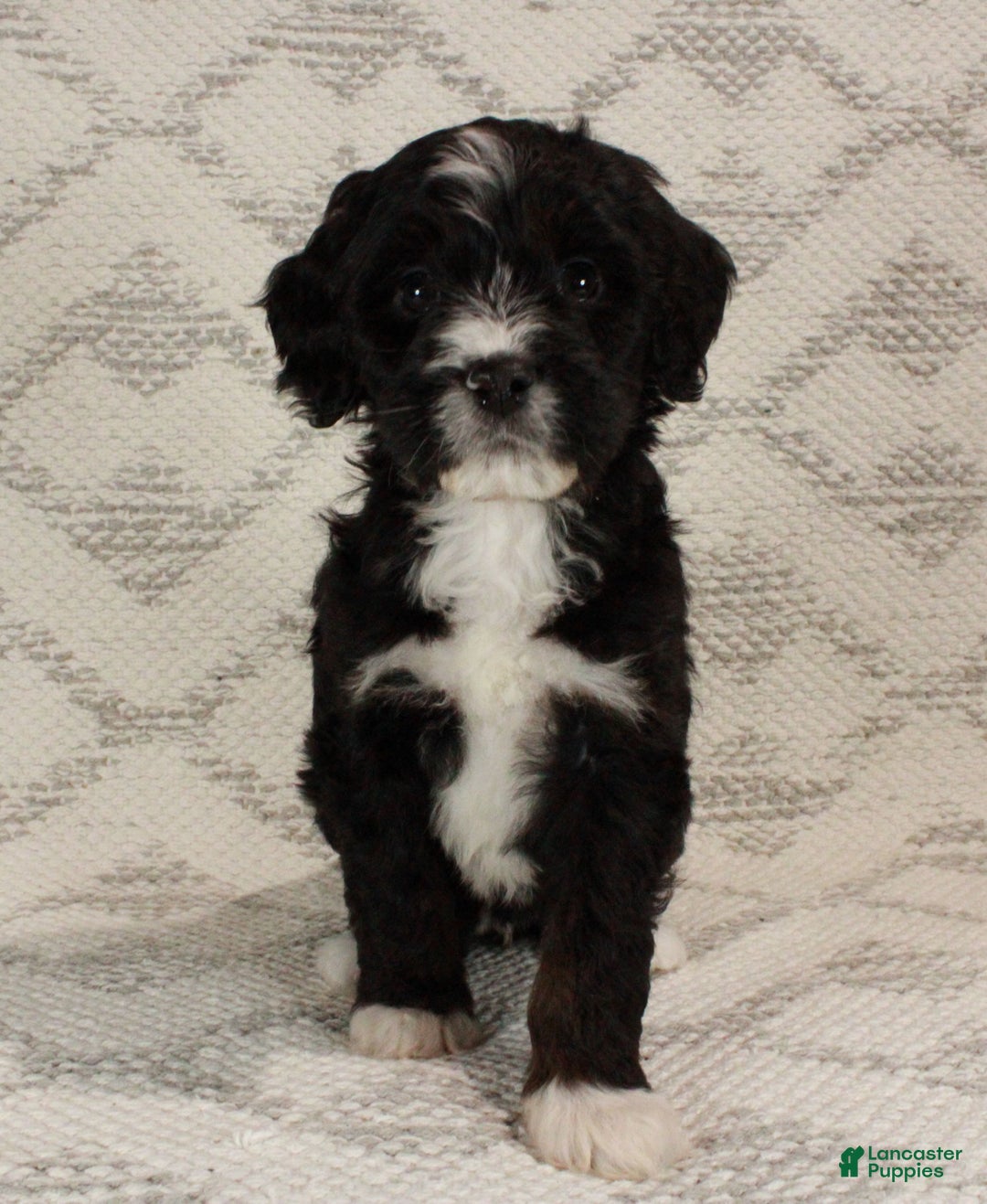 Bernedoodle dogs for sale: Luna - Ad 1