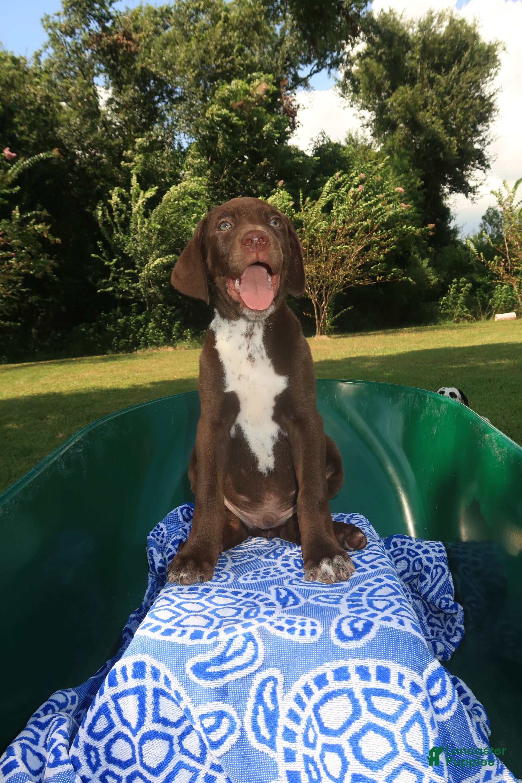 Mixed Breed dogs Copper - Ad 2