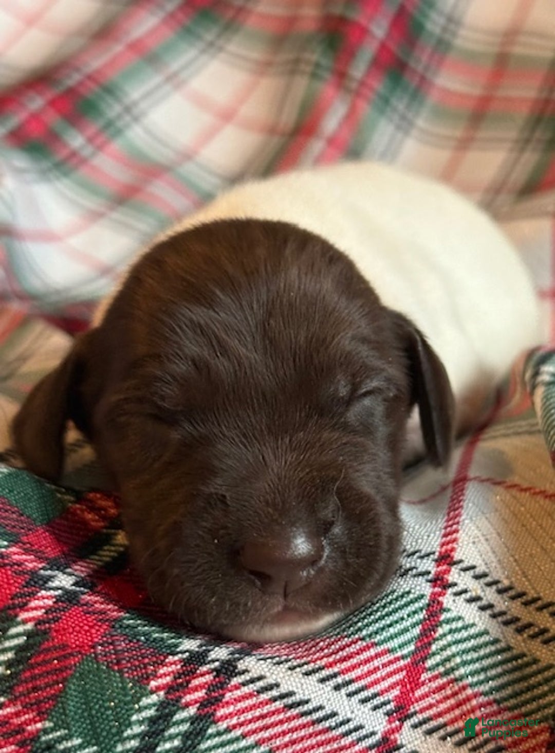 German Shorthaired Pointer dogs for sale: Cookie - Ad 3