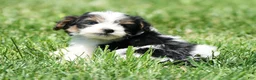 Yorkiepoo dogs for sale: Rex - Ad 1