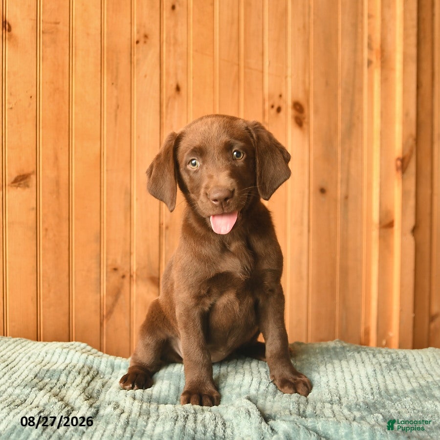 Labrador Retriever dogs Ginger  - Ad 2