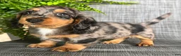 Dachshund dogs for sale: Shelly - Ad 1