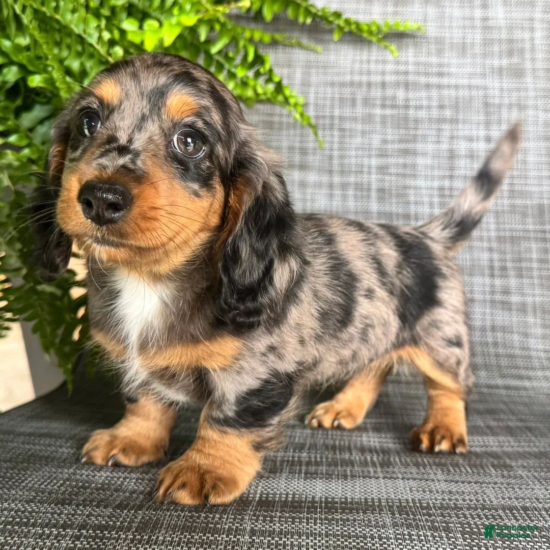 Dachshund dogs for sale: Shelly - Ad 1