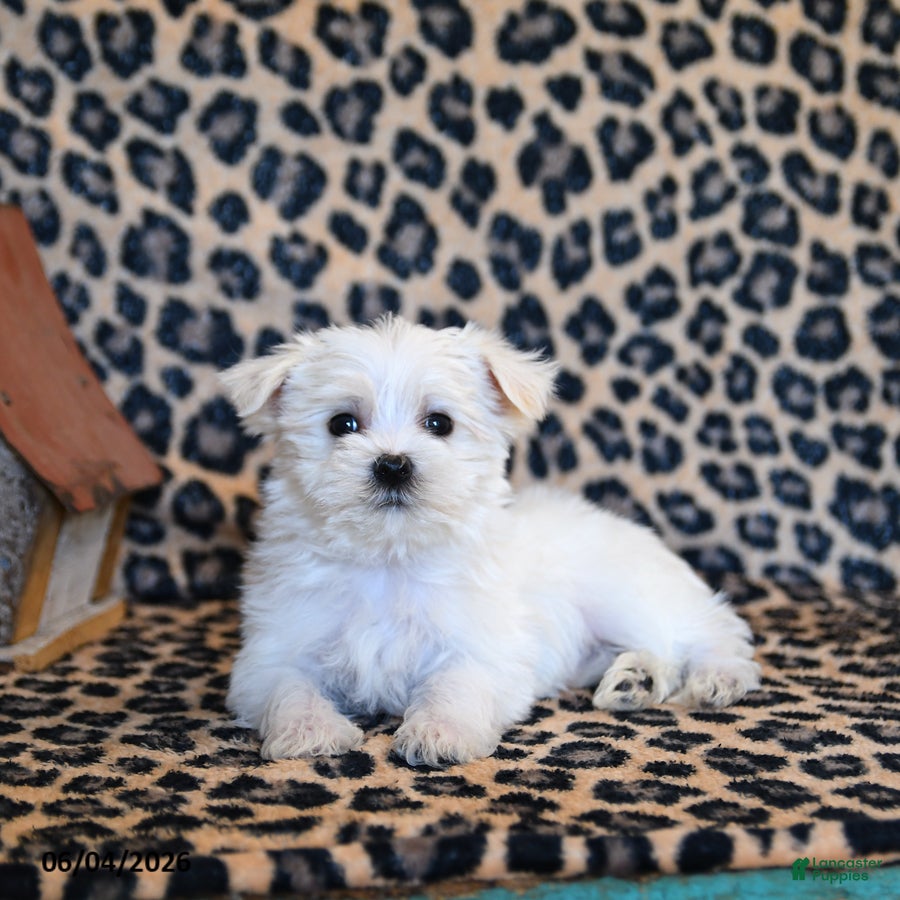 Maltese dogs for sale: Waffle - Ad 2