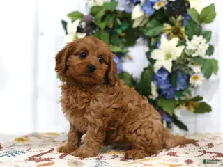 Cavapoo dogs for sale: Archie - Ad 3