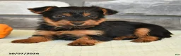 Yorkshire Terrier dogs for sale: Newt - Ad 4