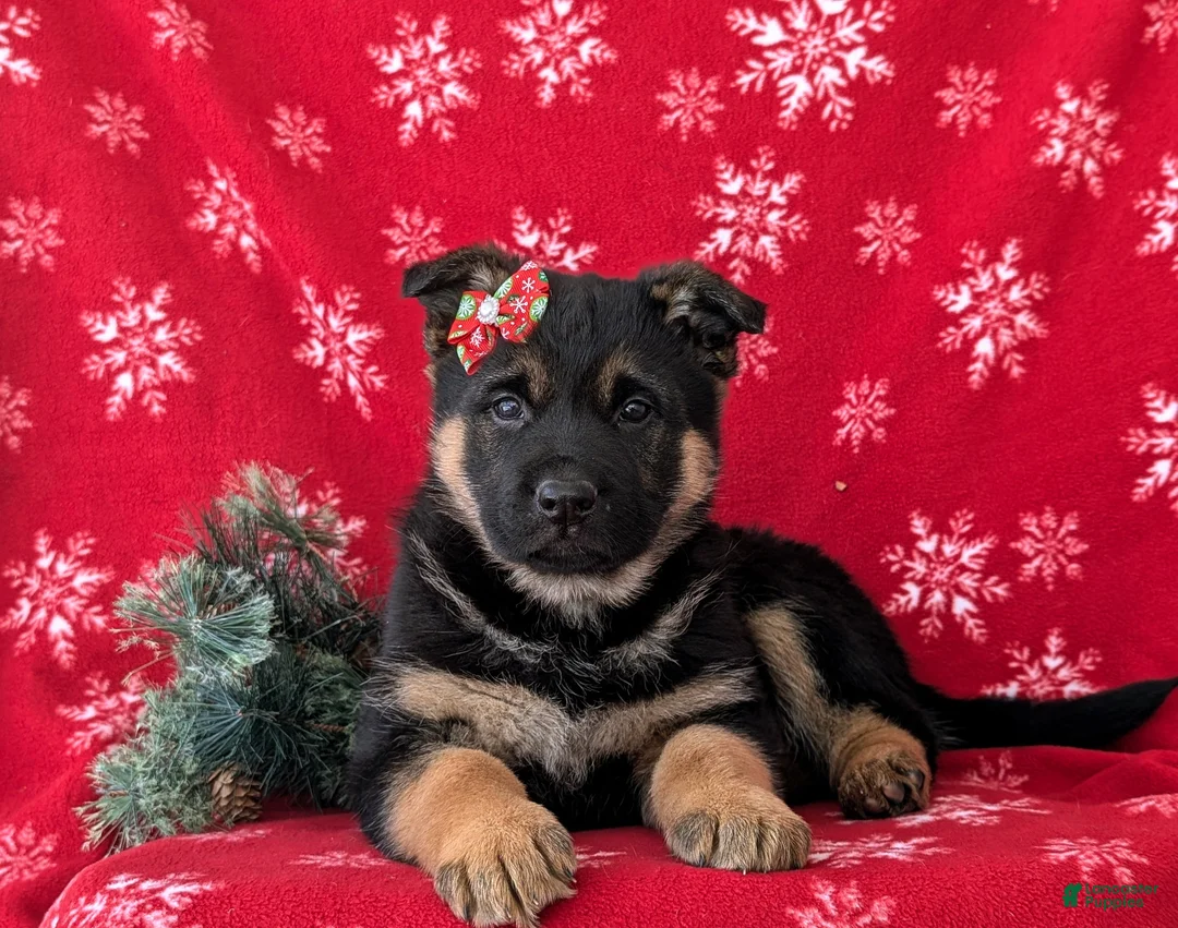 German Shepherd dogs for sale: Clarissa - Ad 6