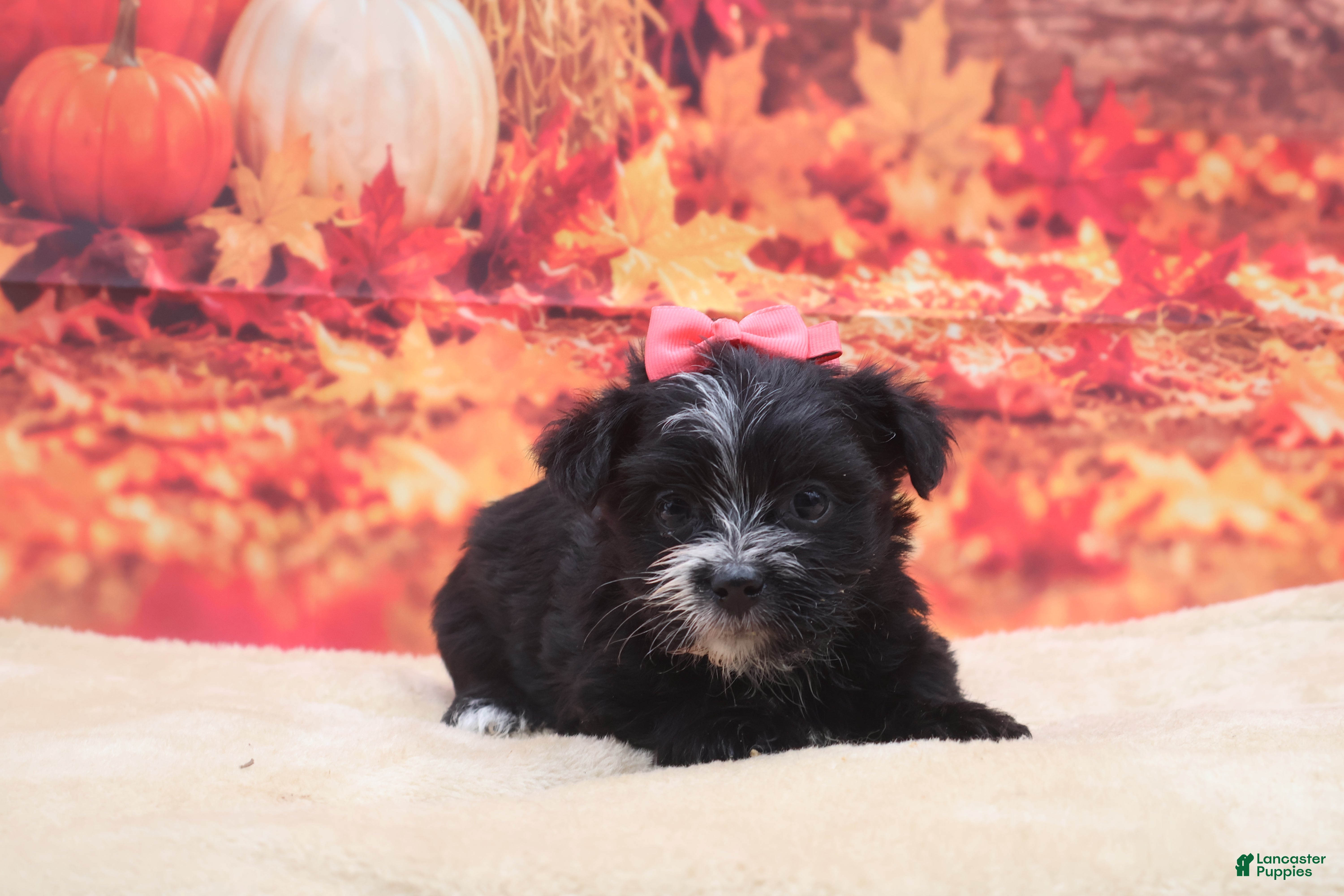 Morkie dogs Raven - Ad 21