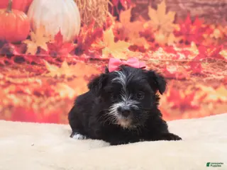 Morkie dogs Raven - Ad 21