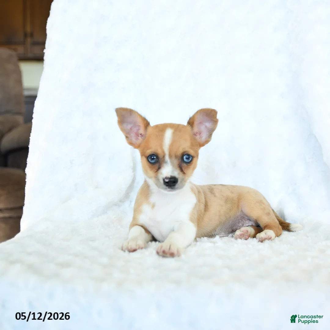 Chihuahua dogs for sale: Rosie - Ad 1