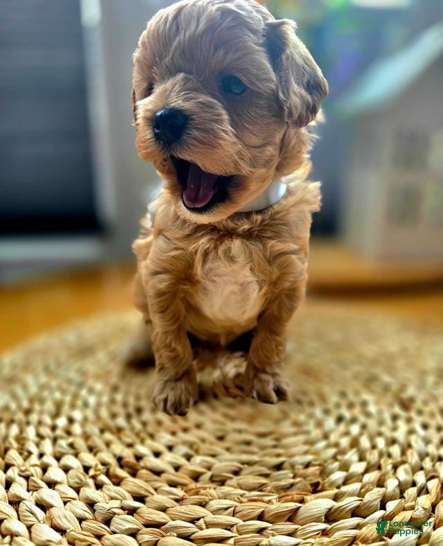 Maltipoo dogs Teddy - Ad 15