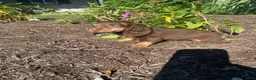 Miniature Dachshund dogs for sale: Skye - Ad 11