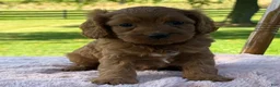 Cavapoo dogs for sale: Ruby - Ad 3