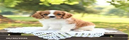 Cavalier King Charles Spaniel dogs for sale: Hugo - Ad 5