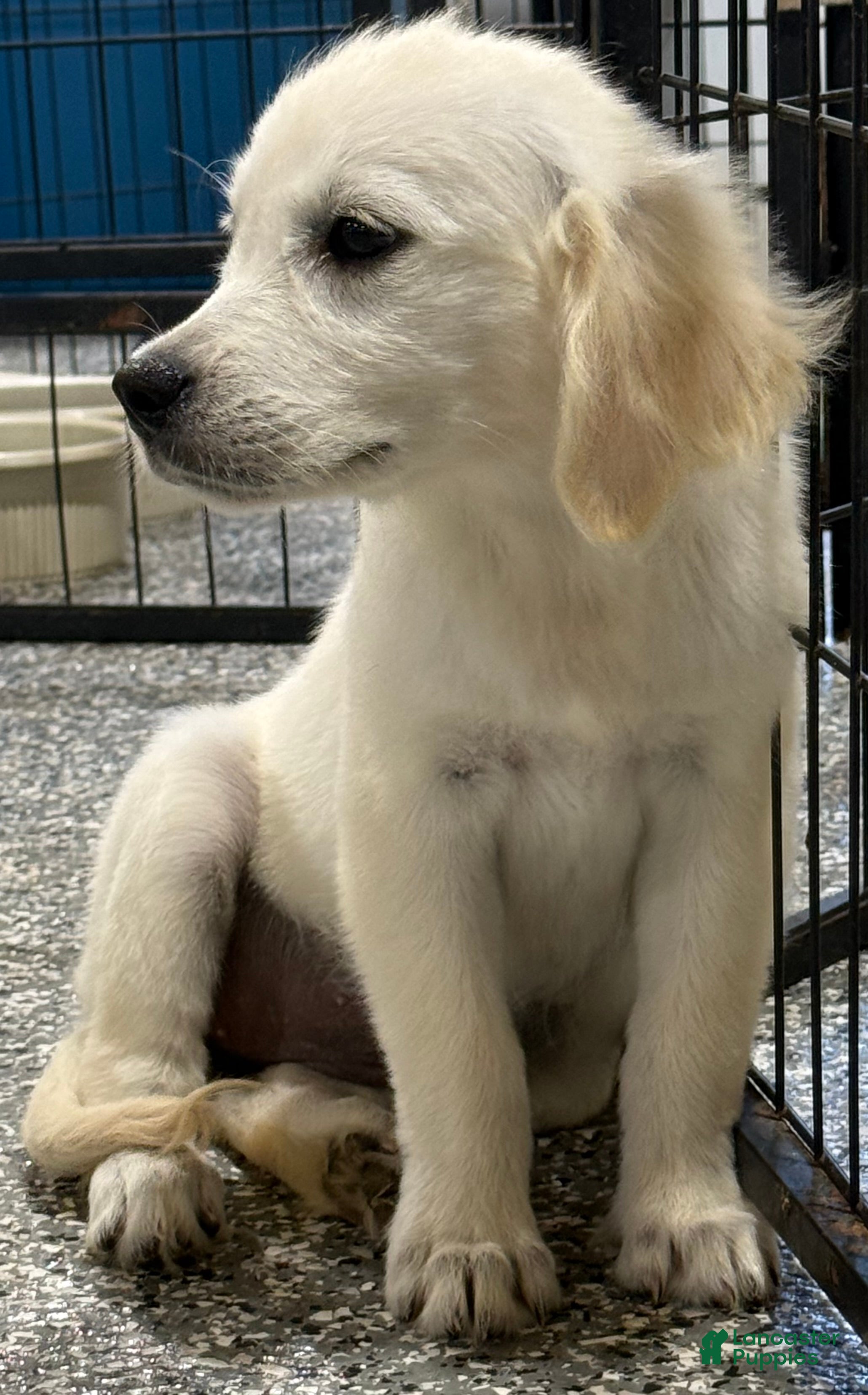 Golden Retriever dogs Daisy - Ad 2