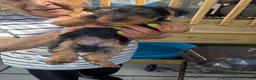Yorkiepoo dogs for sale: Yorkiepoo 2 chunky one - Ad 4