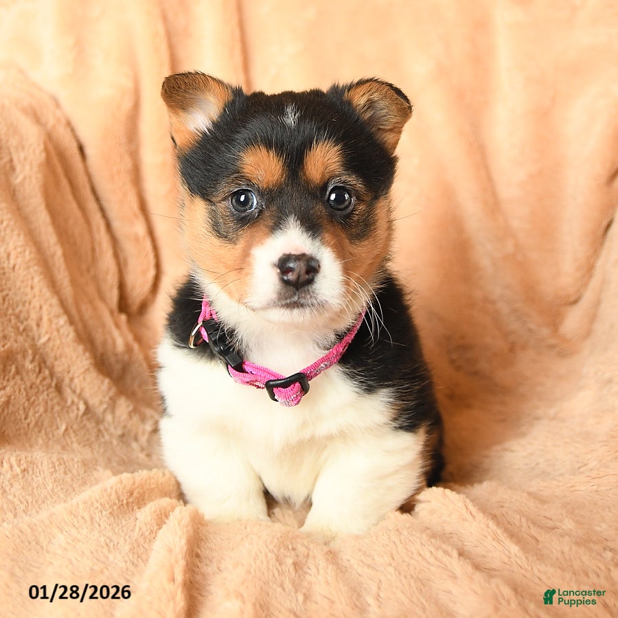 Welsh Corgi Pembroke dogs Duchess - Ad 6