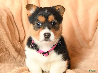 Welsh Corgi Pembroke dogs Duchess - Ad 6