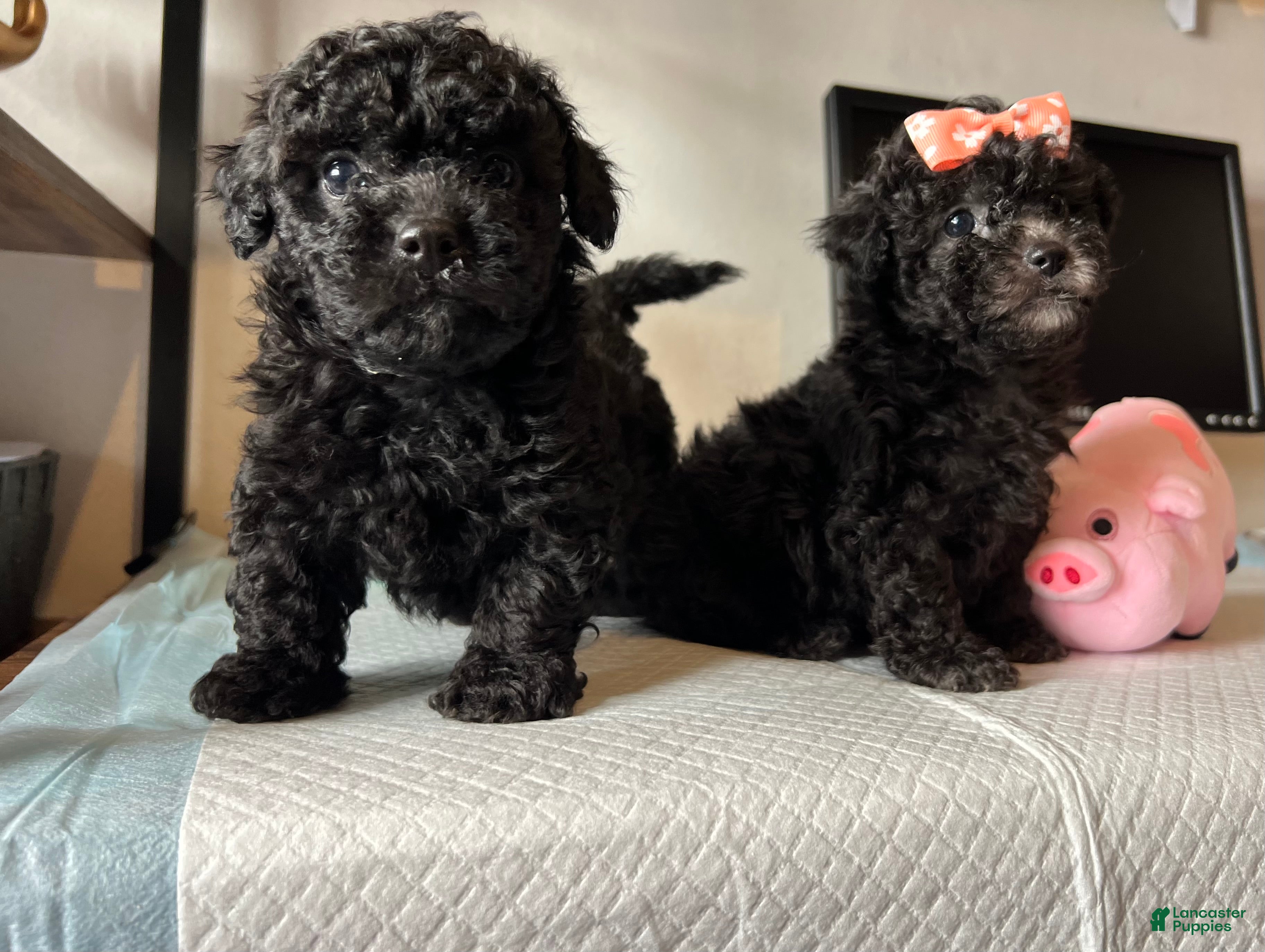 Toy Poodle dogs Toy poodle  - Ad 1