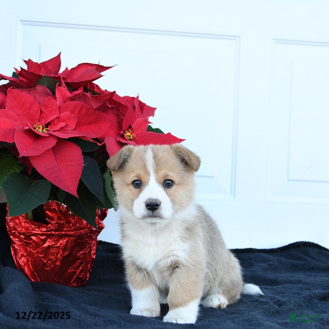 Welsh Corgi Pembroke dogs for sale: Honey - Ad 3
