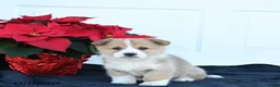 Welsh Corgi Pembroke dogs for sale: Honey - Ad 3