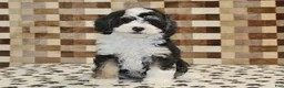 Mini Bernedoodle dogs for sale: Bandit - Ad 3