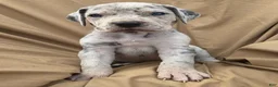 Great Dane dogs for sale: Pink Collar Female - Ad 1