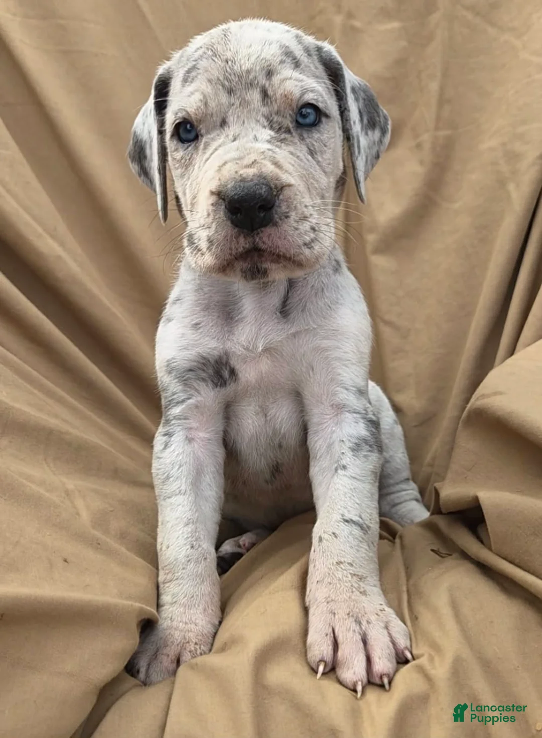 Great Dane dogs for sale: Pink Collar Female - Ad 1