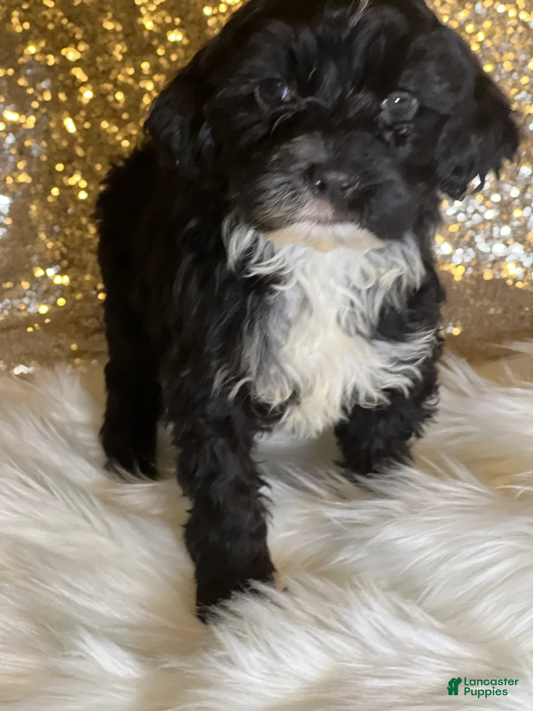 Portuguese Water Dog dogs for sale: Mystic - Ad 4