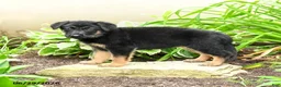German Shepherd dogs for sale: Karina - Ad 5