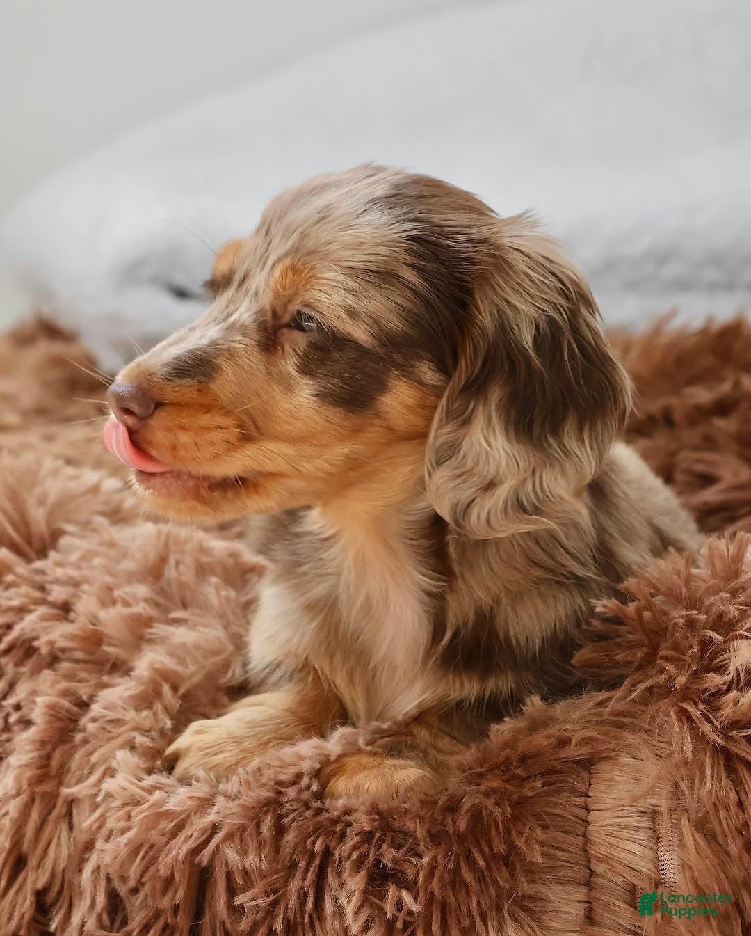 Miniature Dachshund dogs Miniature Dachshund Puppy 3 - Ad 24
