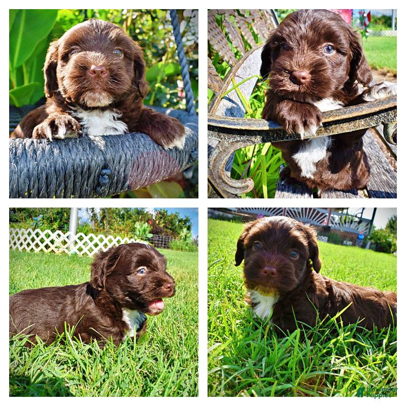 Havapoo dogs Hershey - Ad 1