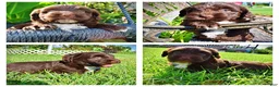 Havapoo dogs for sale: Hershey - Ad 1