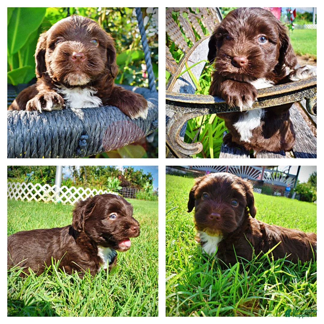 Havapoo dogs for sale: Hershey - Ad 1