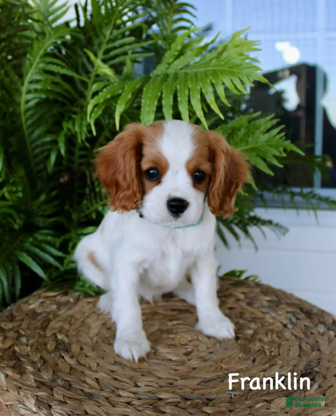 Cavalier King Charles Spaniel dogs for sale: Franklin - Ad 1