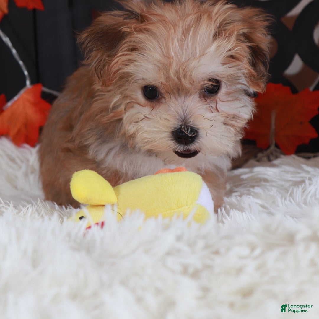 Yochon dogs for sale: Blondie - Ad 3