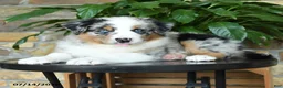 Australian Shepherd dogs for sale: Misty - Ad 5