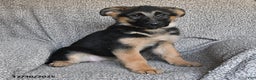 German Shepherd dogs for sale: Sidney - Ad 6