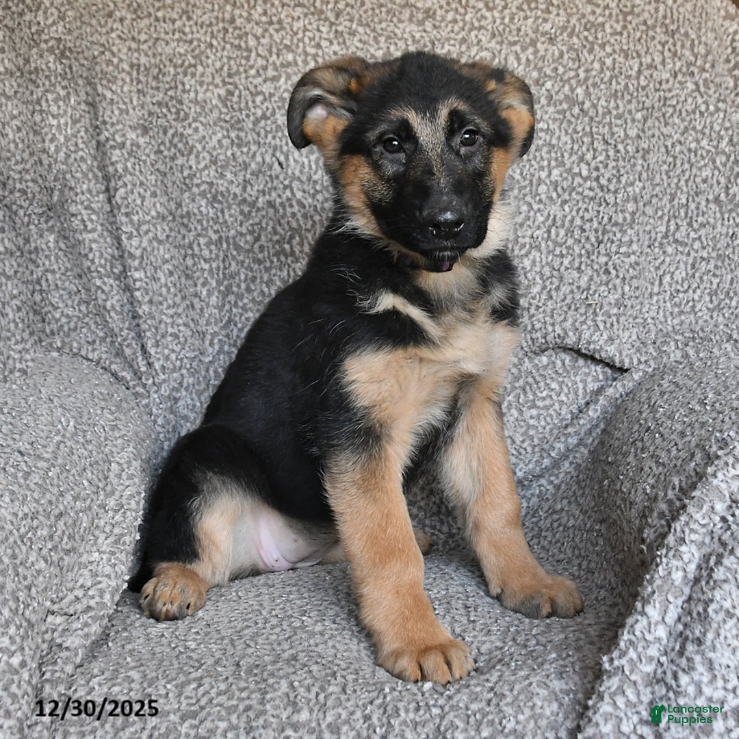 German Shepherd dogs for sale: Sidney - Ad 6