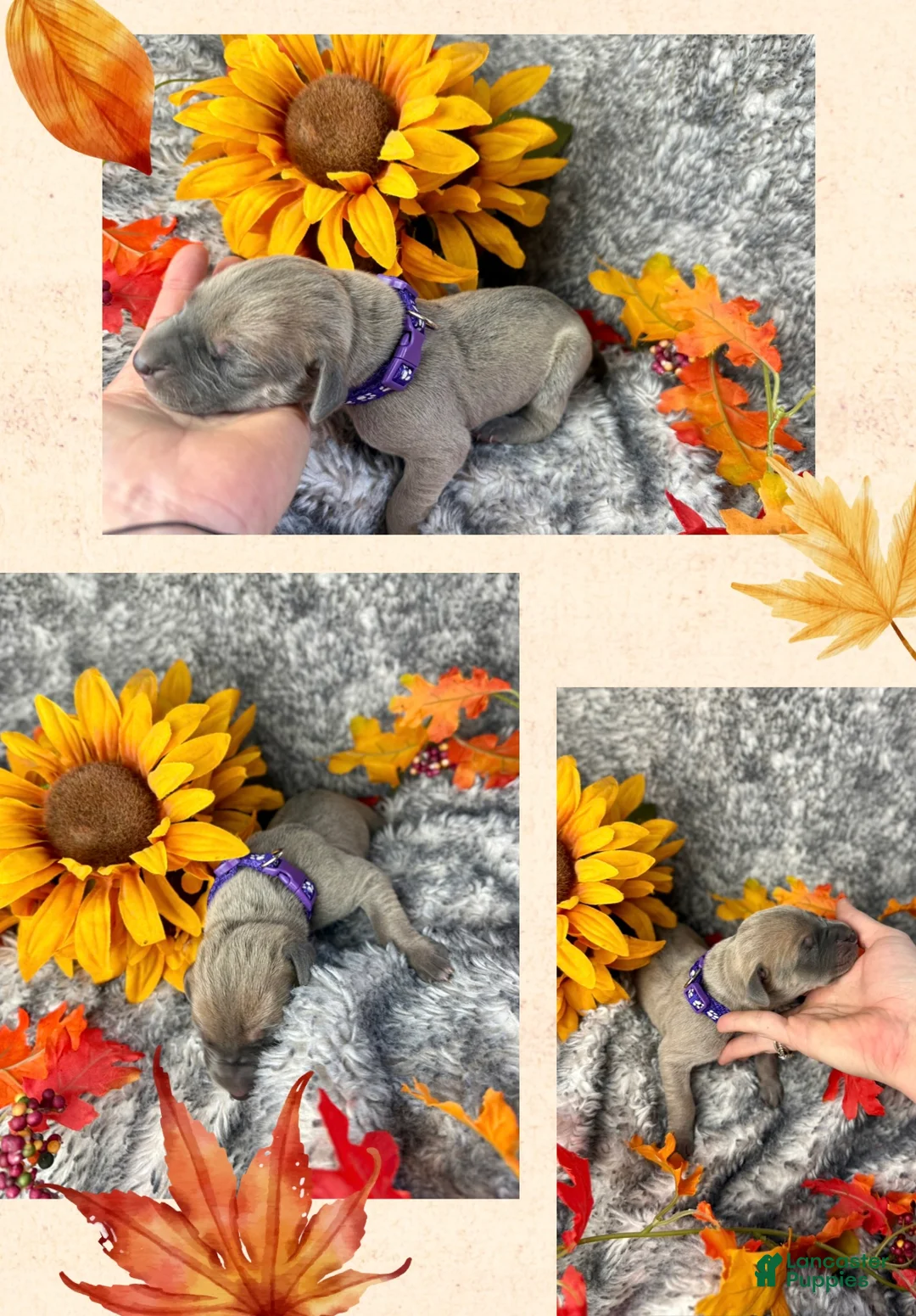 Great Dane dogs for sale: Blue fawn (Heavy Euro) - Ad 17