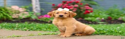 Golden Retriever dogs for sale: Beauty - Ad 5