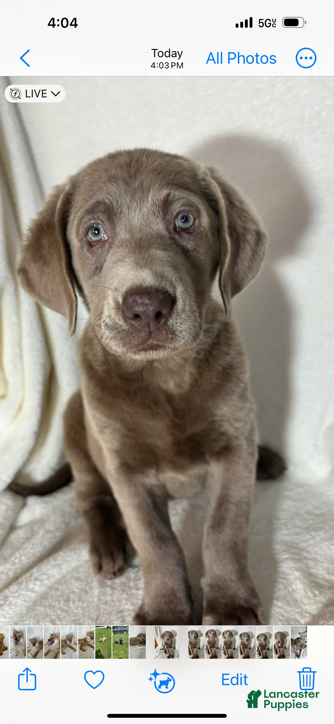 Labrador Retriever dogs for sale: Maggie - Ad 2