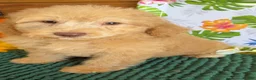 Miniature Labradoodle dogs for sale: Taffy - Ad 3