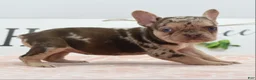 Mixed Breed dogs for sale: Pumpkin spice  - Ad 4