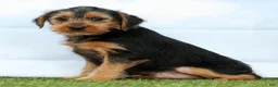 Yorkshire Terrier dogs for sale: Flash - Ad 3