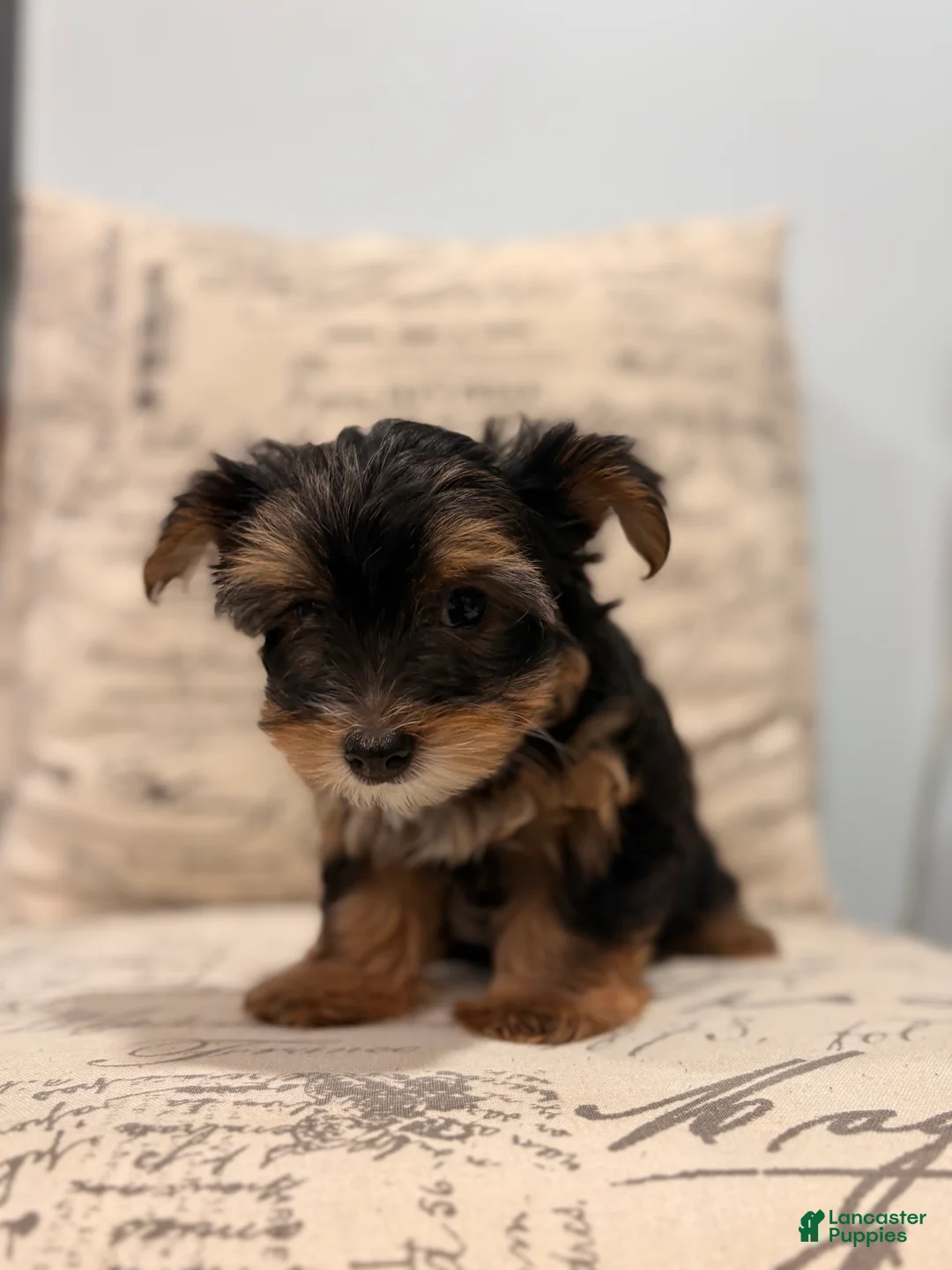Yorkshire Terrier dogs for sale: Tink  - Ad 2